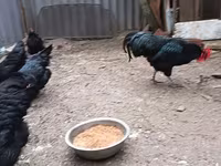 Australorp — fotografija 7