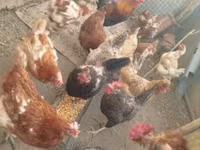 Chickens — फ़ोटो 1