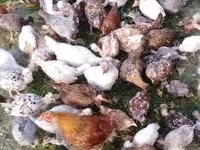 Chickens — Foto 3