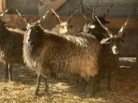 نعجة, Racka sheep — الصورة 1