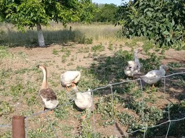 Geese