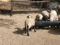 Carneiro, White Suffolk sheep — foto 6