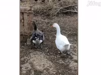 Geese — fotografija 1