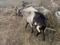 Bode, Alpine goat — foto 2