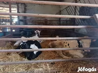 公牛, Russian Black pied cattle — 照片 2