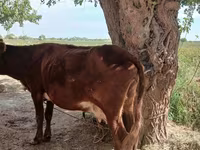 Krowa, Bydło — zdjęcie 4