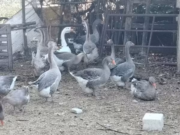Geese — Венгрия