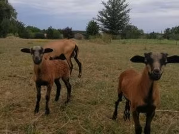 Owca, Cameroon sheep — Węgry