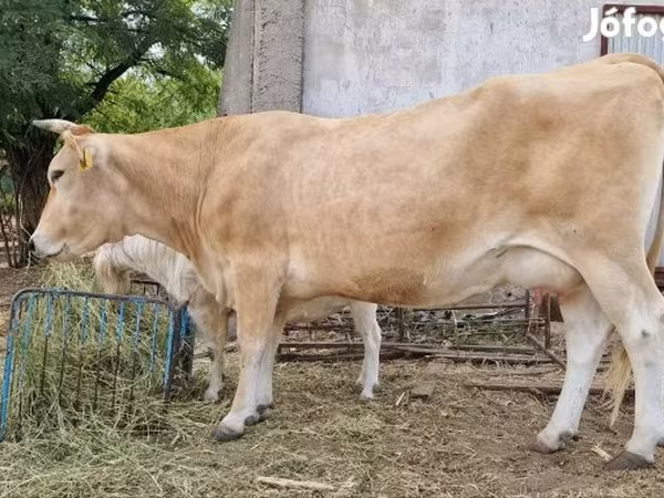 Cow, Limousin cow