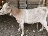 عنزة, Nubian Goat — الصورة 2