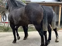 公马, Horses — 照片 3
