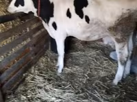 Krowa, Russian Black pied cattle — zdjęcie 1