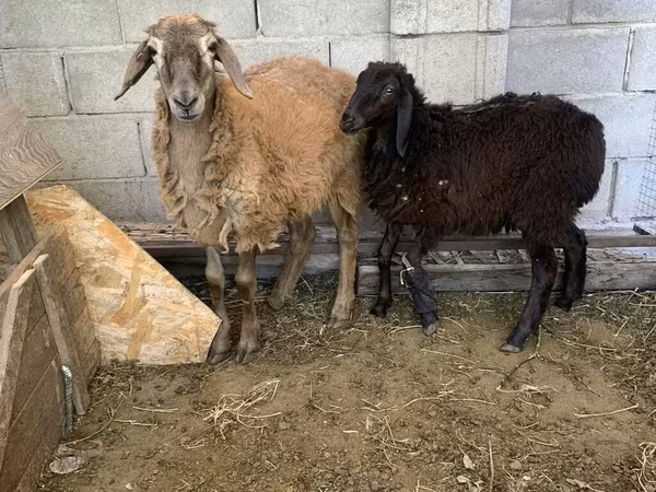 Ovan, Small-tailed Han sheep