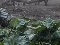 मादा सूअर, सूअर — फ़ोटो 4