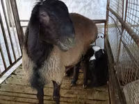 Widder, Blackheaded Persian sheep — Foto 1