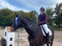 公马, Belgian warmblood horse — 照片 6