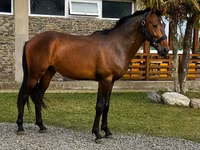 Pastuv, Karachay horse — fotografija 1