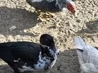Ducks — Foto 6