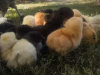 Chickens — الصورة 1