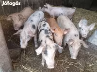 Pigs (batch, sex not specified), Pigs — photo 3