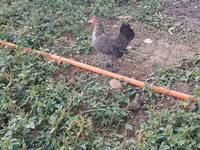 Chickens — fotografija 7