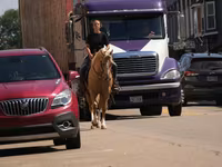 Horse (M), Quarter Horse — photo 4