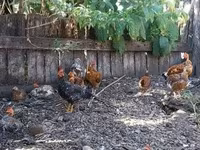 Bantam Japonesa — foto 6