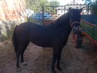 Caballo, Caballos — foto 1
