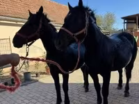 حصان, Hungarian horse breed — الصورة 1