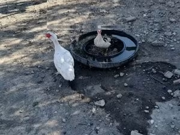 Ducks — Hungria