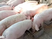 Knur, Świnie — zdjęcie 3