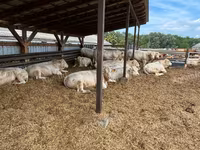 Bull, Charolais cattle — photo 2