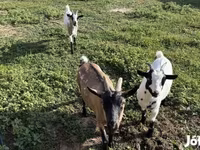 母山羊, Goats — 照片 4