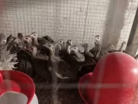 Guinea fowl — zdjęcie 2