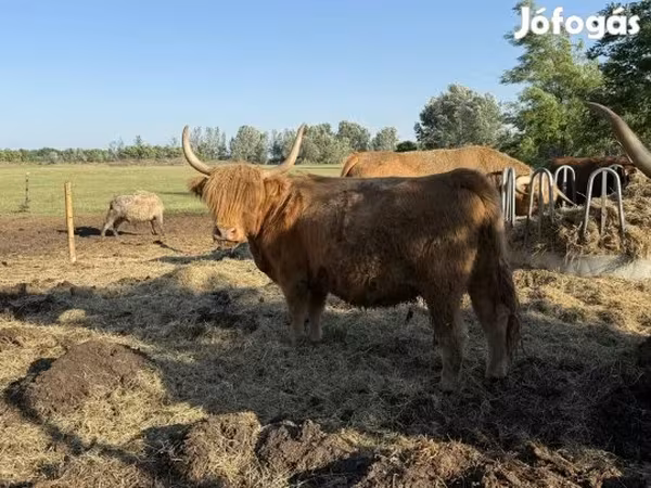Cow, Highland