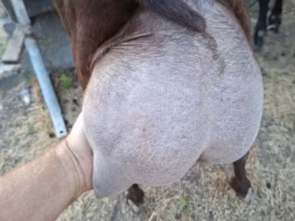 Ziegenbock, Murcia-Granada goats