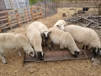 Owca, Suffolk sheep — zdjęcie 4