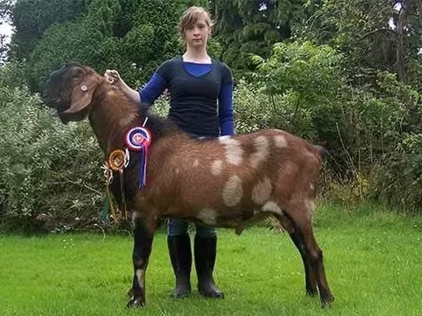 Теке, Nubian Goat