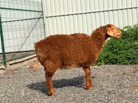 Sheep, Hissar sheep — photo 1