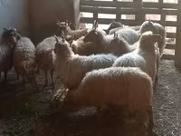 Schaf, Racka sheep — Foto 1