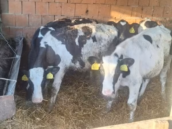 Bulle, Holstein-Rasse