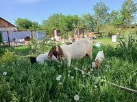 Ziege, Boer goat — Foto 2