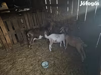 Jarac, Alpine goat — fotografija 1