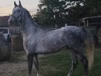घोड़ा, Lipizzaner — फ़ोटो 5