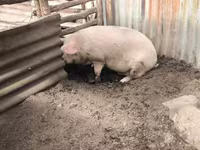 Locha, Świnie — zdjęcie 3