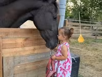 घोड़ी, Nonius horse — फ़ोटो 5