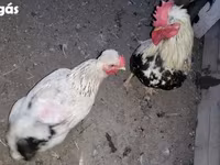 Chickens — fotografija 2
