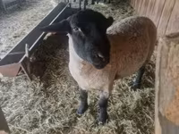 Widder, White Suffolk sheep — Foto 2