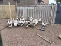 Geese — Foto 4