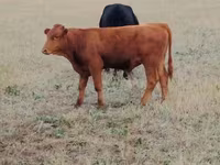 Krava, Ukrainian grey cattle — fotografija 1